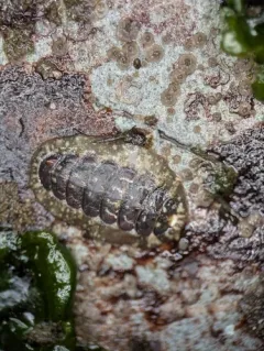 Cyanoplax fernaldi thumbnail 2