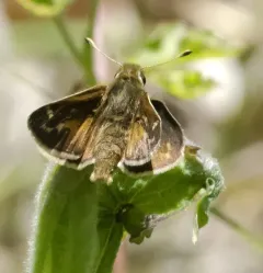Cobweb Skipper thumbnail 1