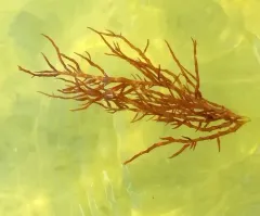 Agardh's red weed thumbnail 2