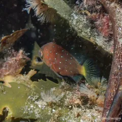 Snowy Grouper thumbnail 2