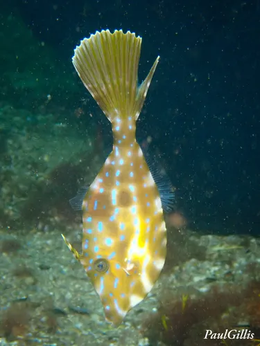 Dotterel Filefish