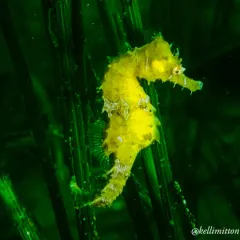 Northern Seahorse thumbnail 2