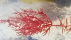 Chenille Weed thumbnail 3