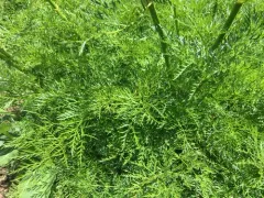 Fernleaf Licorice-root thumbnail 2