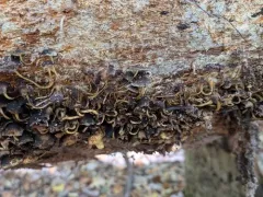 Hypholoma subviride thumbnail 2