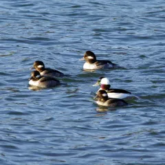 Bufflehead thumbnail 6
