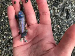 California Headlightfish thumbnail 1