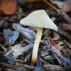 Mulch Maids thumbnail 1