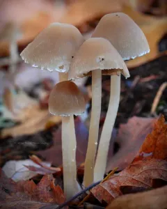 Tall Psathyrella thumbnail 1