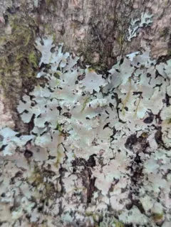 Variable Cracked-ruffle thumbnail 1