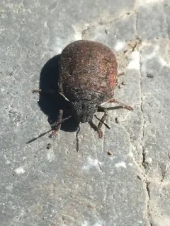 Vanduzeeina borealis thumbnail 2
