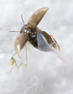 Liodessus affinis thumbnail 3