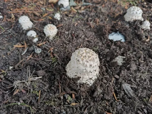 Pinecone Amanita