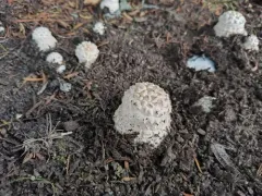 Pinecone Amanita thumbnail 1