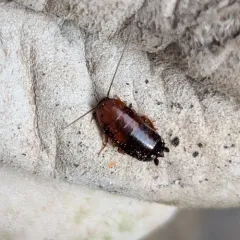 Western Wood Cockroach thumbnail 4