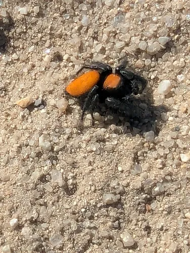 Phidippus nikites