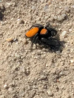 Phidippus nikites thumbnail 1