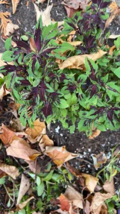 Coleus thumbnail 1