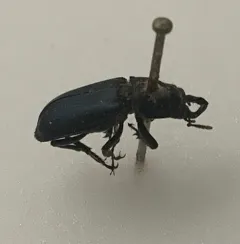Oregon Stag Beetle thumbnail 1