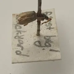 Arborvitae Weevil thumbnail 3