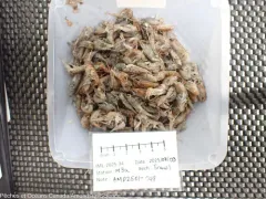 Acanthostepheia malmgreni thumbnail 2
