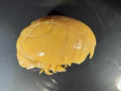 Stegocephalus ampulla thumbnail 2