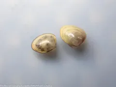 Smooth nutclam thumbnail 2