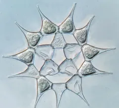 Monactinus simplex thumbnail 1