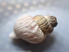 Ladder Whelk thumbnail 4