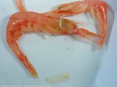 Greenland Shrimp thumbnail 2
