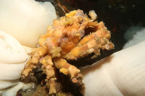 Moss Crab