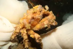 Moss Crab thumbnail 1