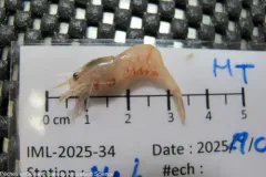 Arctic Eualid Shrimp thumbnail 2