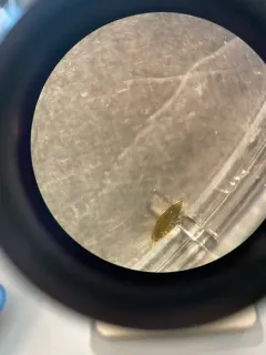 Hyalella wellborni thumbnail 2