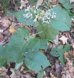 Schreber's Wood Aster thumbnail 2