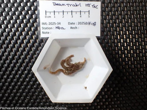 Ophiacantha bidentata