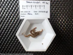 Ophiacantha bidentata thumbnail 1