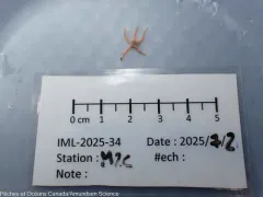 Ophiura robusta thumbnail 1