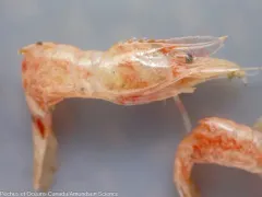 Parrot Shrimp thumbnail 2