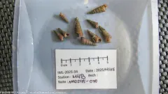 Tachyrhynchus erosus thumbnail 1