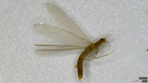 Autumn Needlefly