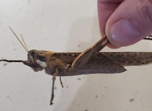 Gray Bird Grasshopper