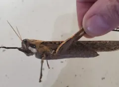 Gray Bird Grasshopper thumbnail 1