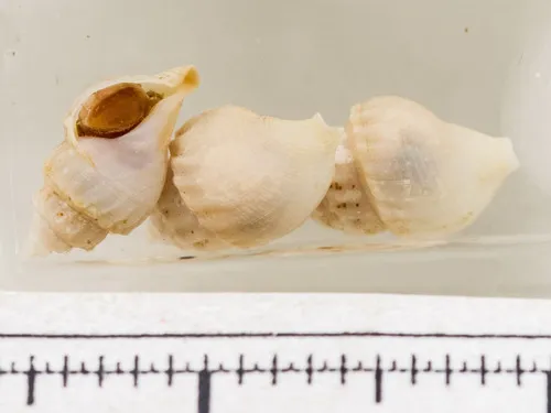 Curtitoma incisula