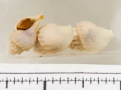 Curtitoma incisula thumbnail 1