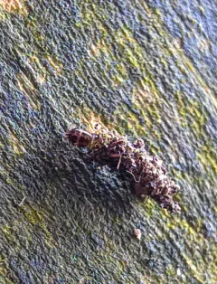 Lichen Case-bearer thumbnail 2