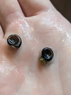 Borax Lake Rams-horn thumbnail 2