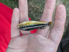 Golden Mbuna thumbnail 1