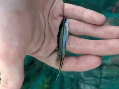 Green Swordtail thumbnail 2