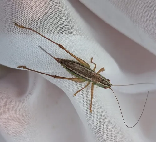 Prairie Meadow Katydid